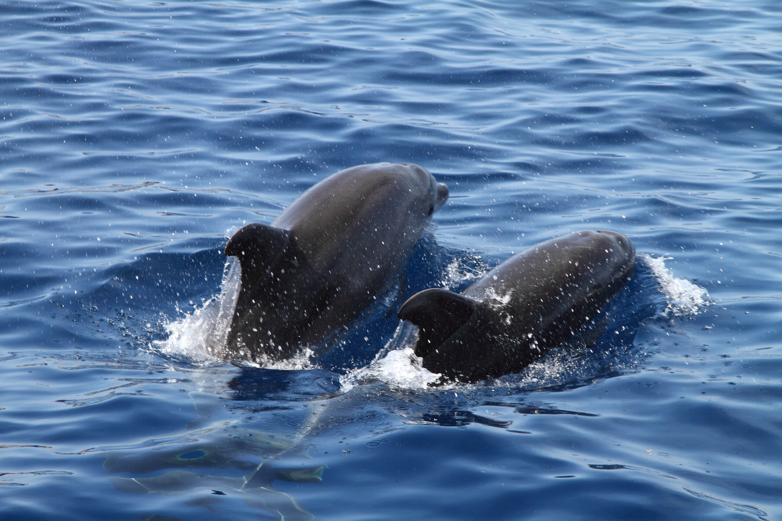 Dos delfines nadando juntos en la superficie del océano Atlántico