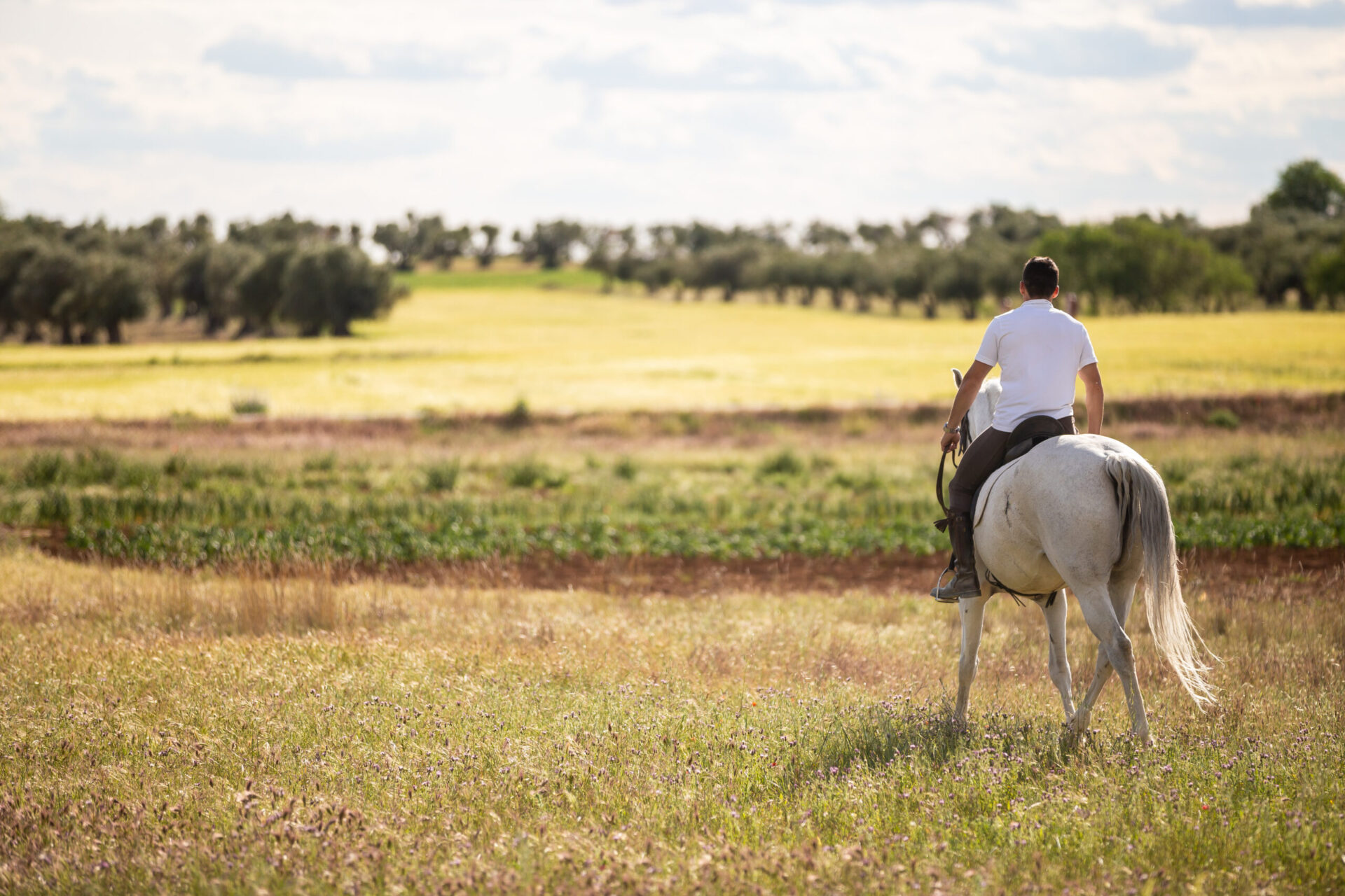 Hombre montando un caballo blanco por un campo verde y dorado bajo el sol, disfrutando de un tranquilo paseo rural en la naturaleza de Andalucía.