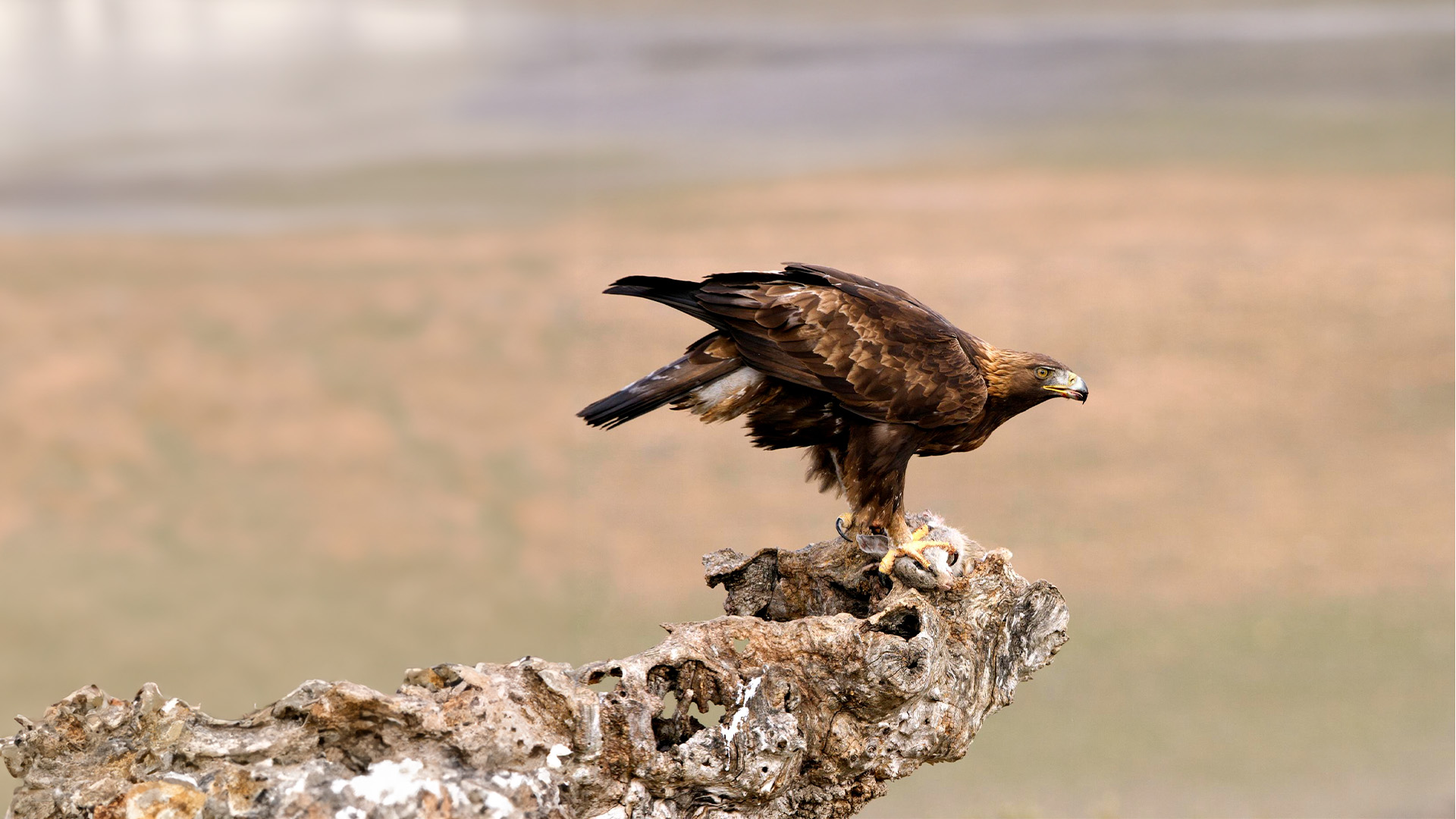 Freedonel Falconry Experience in Spain | Freedome