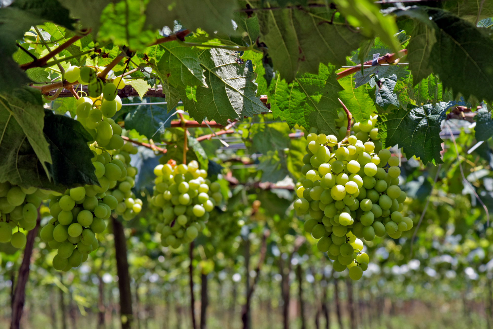 Racimos de uvas verdes colgando en un viñedo durante la temporada de cultivo