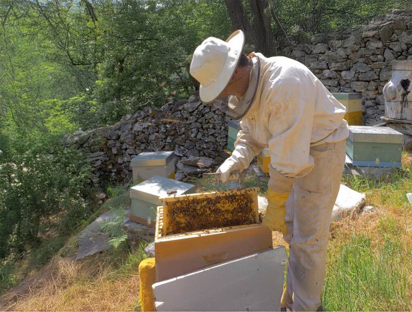 Freedonel Beekeeping Principado de Asturias | Starting from €20 | Freedome