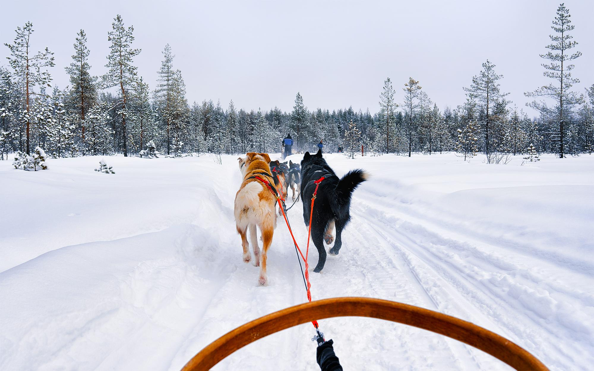 Vista desde un trineo de madera siendo tirado por un equipo de perros huskies a través de un sendero cubierto de nieve profunda en un bosque ártico.