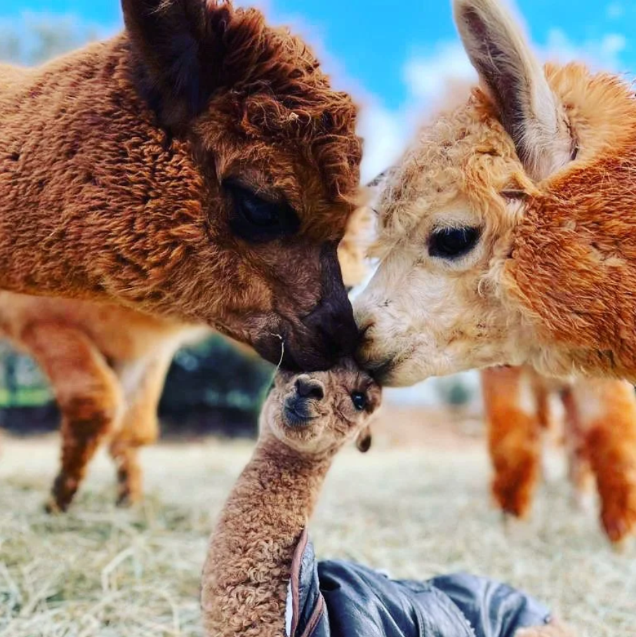 Paseos con alpacas Ibiza | Desde €22 | Freedome